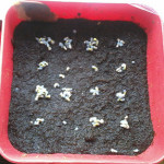 Sweet basil sprouts